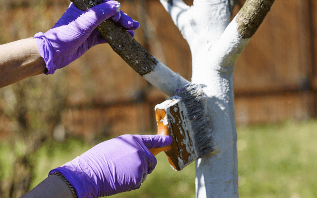 Processing apple trees in the fall from diseases and pests