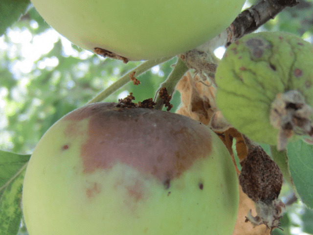 Processing apple trees in the fall from diseases and pests