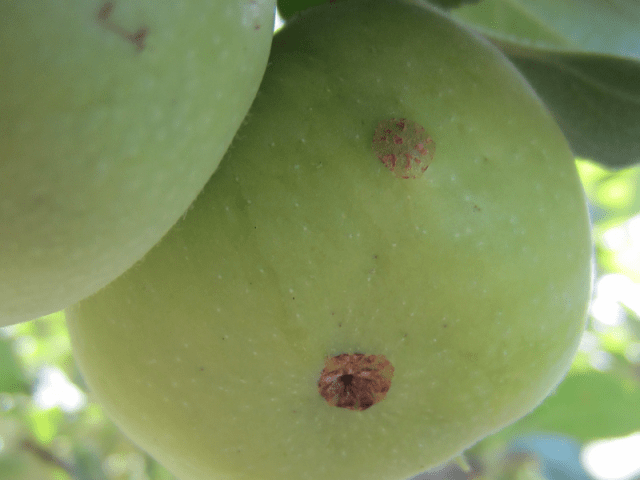 Processing apple trees in the fall from diseases and pests