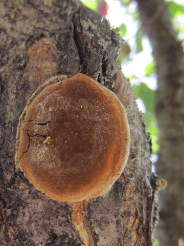 Processing apple trees in the fall from diseases and pests