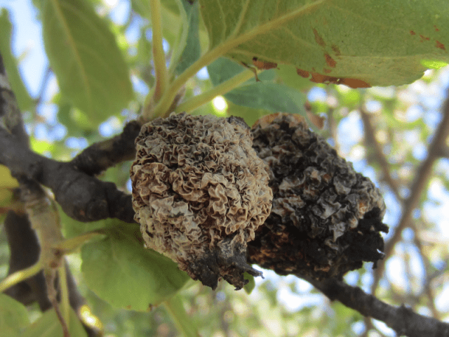 Processing apple trees in the fall from diseases and pests