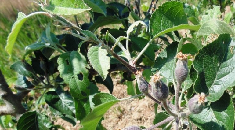 Processing apple trees in the fall from diseases and pests