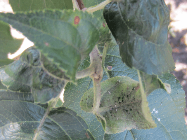 Processing apple trees in the fall from diseases and pests