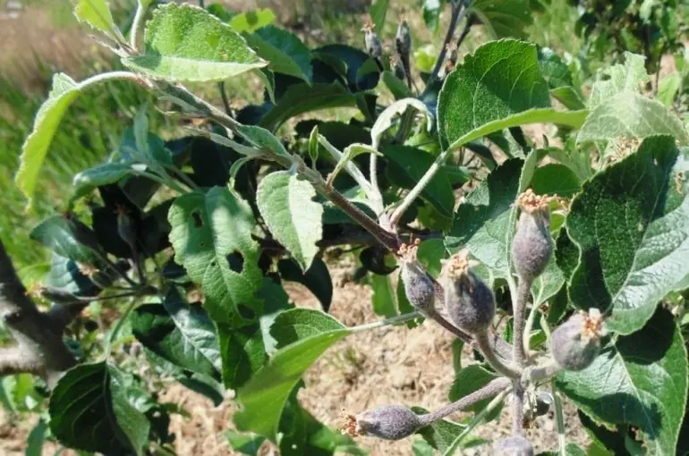 Processing apple trees in the fall from diseases and pests