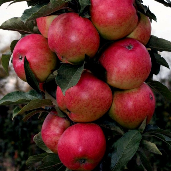 Processing apple trees in the fall from pests and diseases