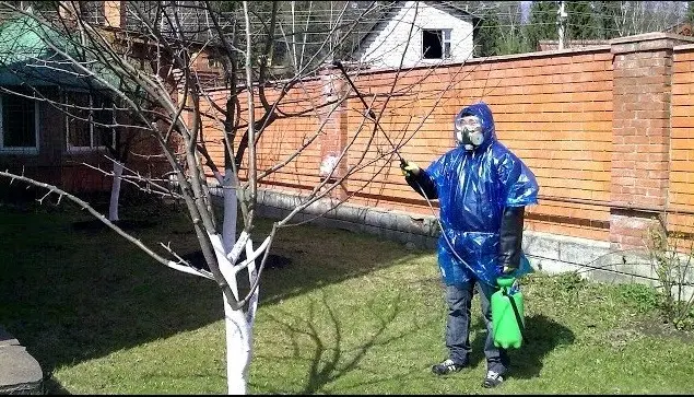 Processing apple trees in the fall from pests and diseases