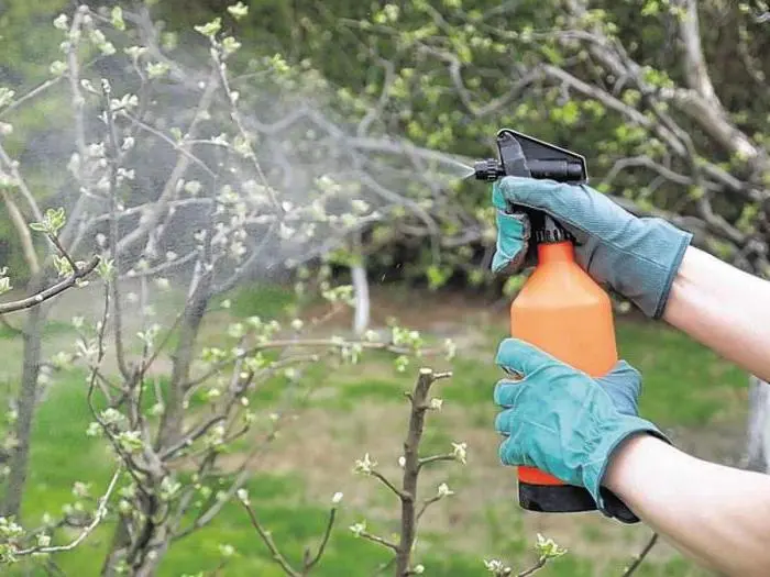 Processing apple trees in the fall from pests and diseases