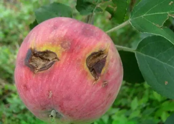 Processing apple trees in the fall from pests and diseases