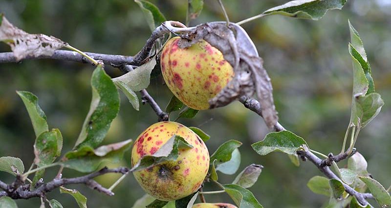 Processing apple trees in the fall from pests and diseases