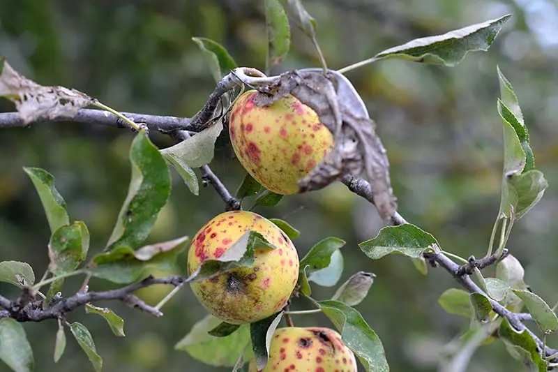 Processing apple trees in the fall from pests and diseases