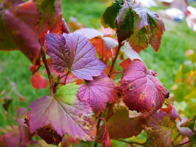 Processing currants in the fall from pests and diseases 