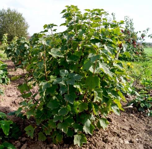 Processing currants in the fall from pests and diseases 