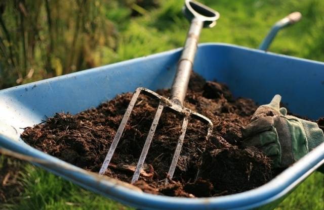 Processing currants in the fall from pests and diseases 