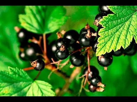 Processing currants in the fall from pests and diseases 