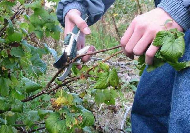 Processing currants in the fall from pests and diseases 