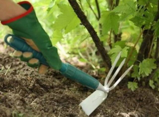 Processing currants in the fall from pests and diseases 