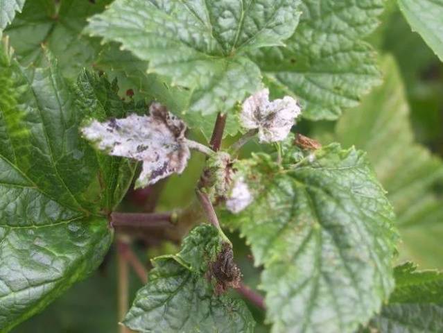 Processing currants in the fall from pests and diseases 