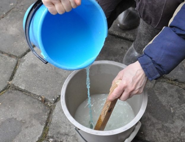 Processing currants with copper sulphate in spring