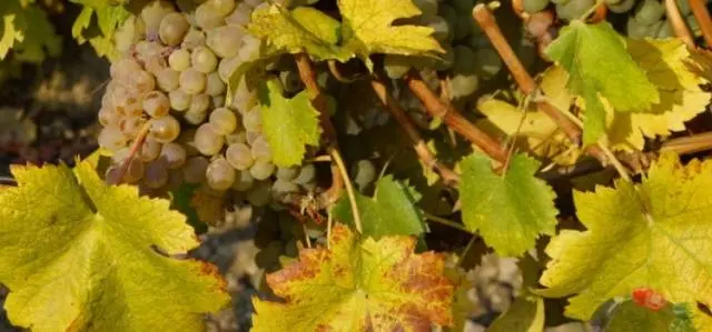 Processing grapes in autumn before shelter for the winter