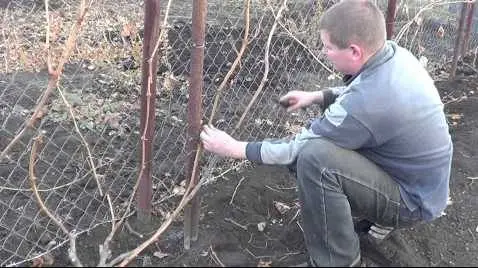 Processing grapes in autumn before shelter for the winter