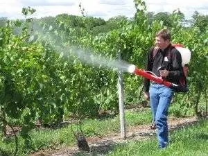 Processing grapes in autumn before shelter for the winter