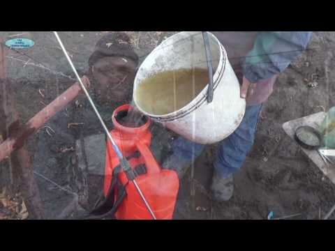 Processing grapes in autumn before shelter for the winter