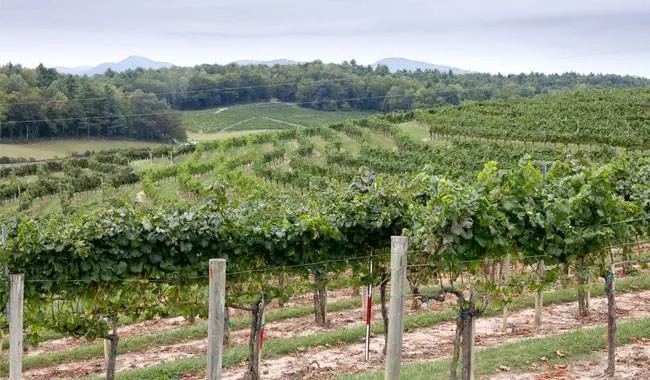 Processing grapes in autumn before shelter for the winter