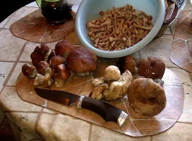 Processing of mushrooms