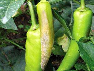 Processing pepper from aphids, diseases and pests