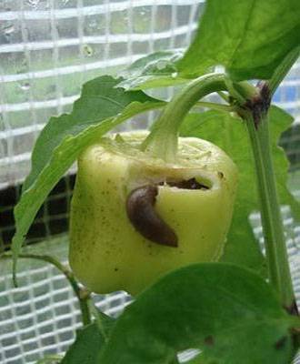 Processing pepper from aphids, diseases and pests