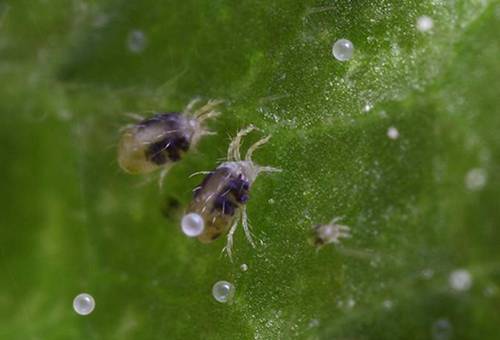 Processing pepper from aphids, diseases and pests