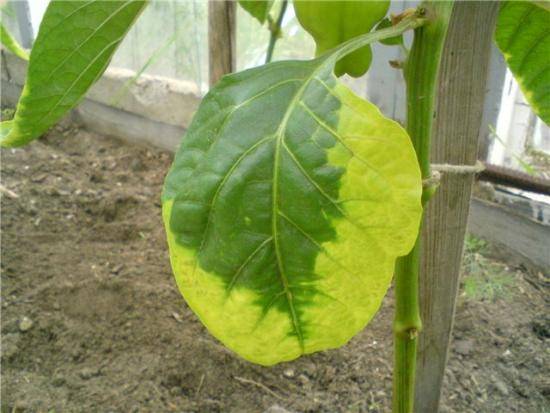 Processing pepper from aphids, diseases and pests