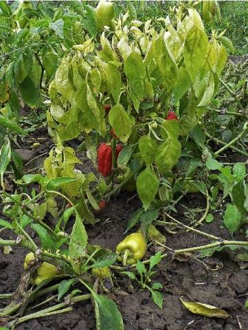 Processing pepper from aphids, diseases and pests