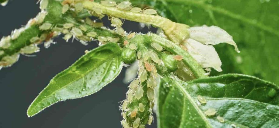 Processing pepper from aphids, diseases and pests