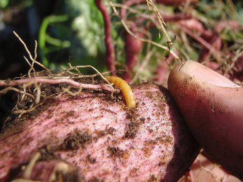 Processing potatoes before planting from a wireworm