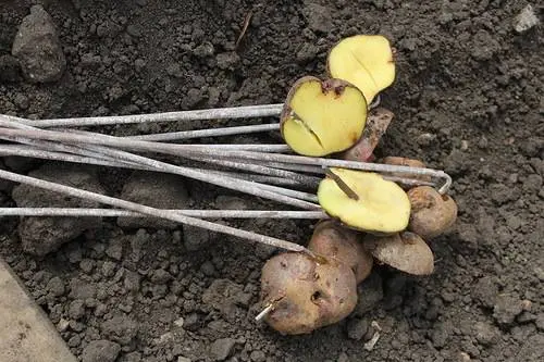 Processing potatoes before planting from a wireworm