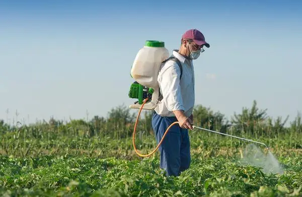 Processing potatoes before planting from a wireworm