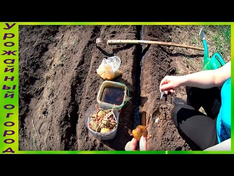 Processing potatoes before planting from a wireworm