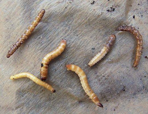 Processing potatoes before planting from a wireworm