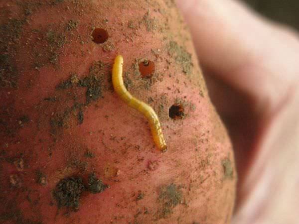 Processing potatoes before planting from a wireworm