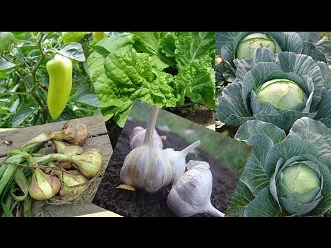 Processing potatoes before planting from a wireworm