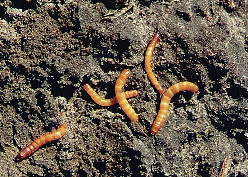 Processing potatoes before planting from a wireworm