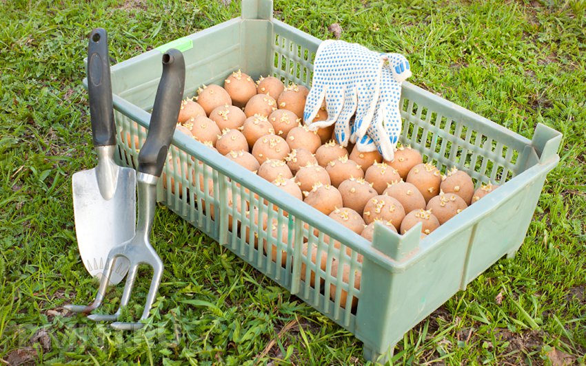 Processing potatoes before planting from the Colorado potato beetle