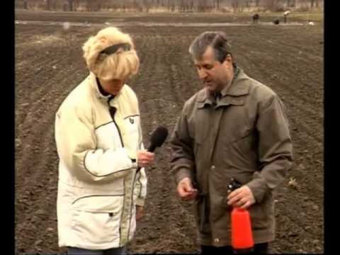 Processing potatoes before planting from the Colorado potato beetle