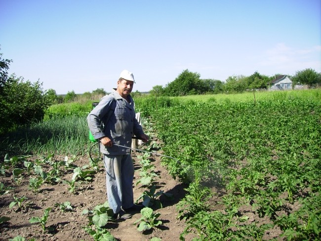 Processing potatoes before planting from the Colorado potato beetle