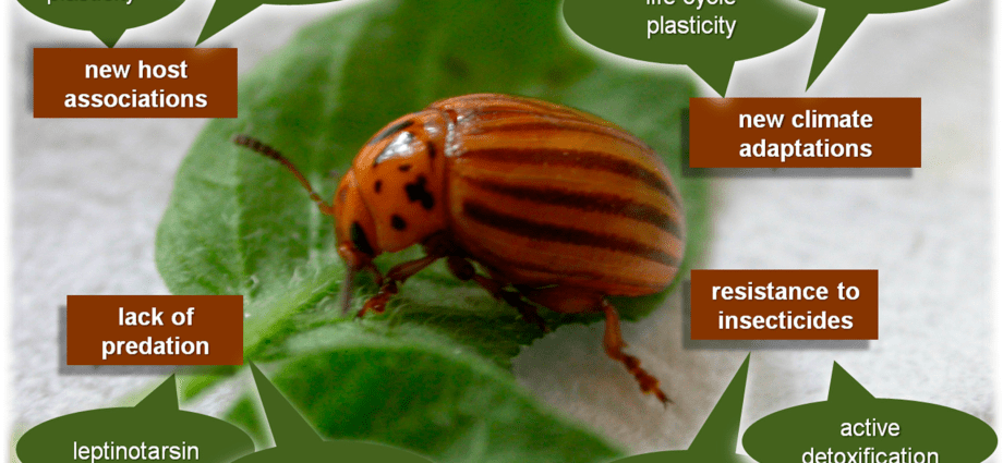 Processing potatoes before planting from the Colorado potato beetle