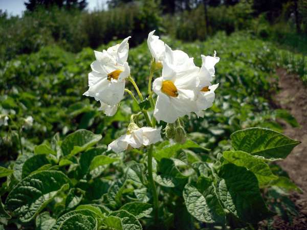 Processing potatoes before planting: instructions