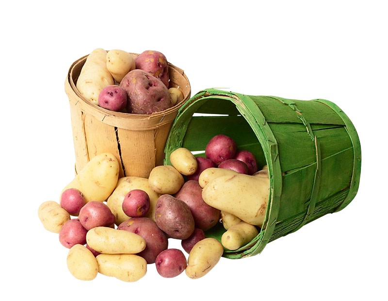 Processing potatoes before planting: instructions