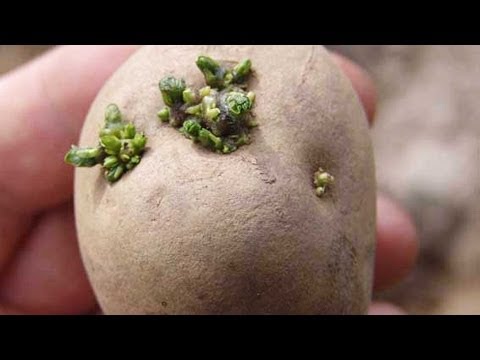 Processing potatoes before planting: instructions