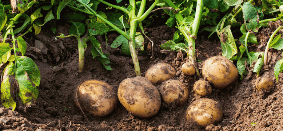 Processing potatoes before planting: instructions